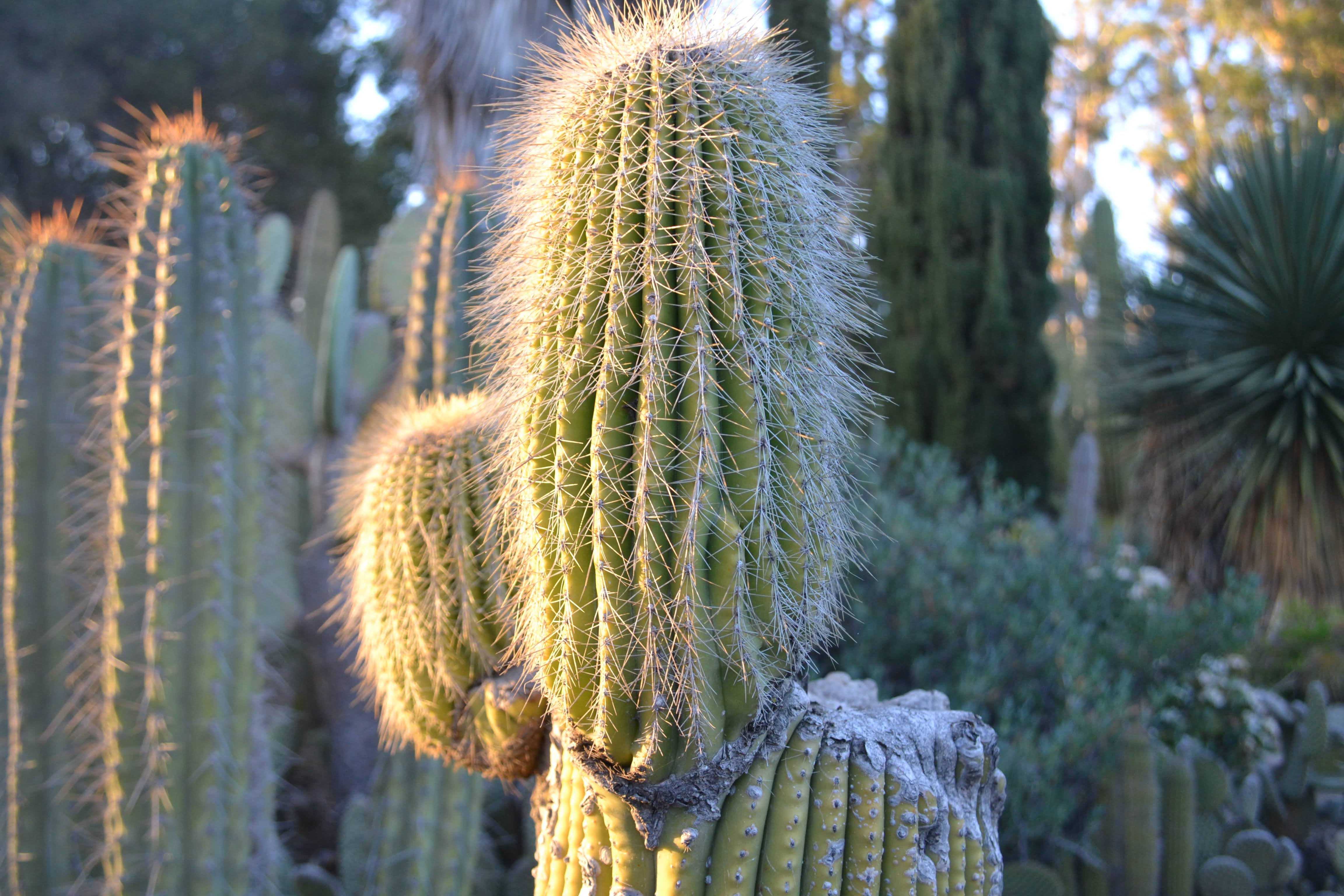 Cactus